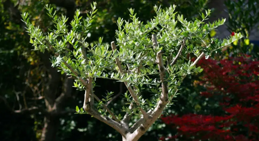 Ein junger Olivenbaum mit frisch geschnittenen Ästen und grünen Blättern steht im Garten.