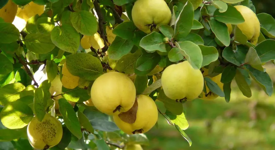 Reife Quitten hängen im Herbst an einem Baum. Die gelben Früchte sind bereit, wenn die Blätter sich verfärben.