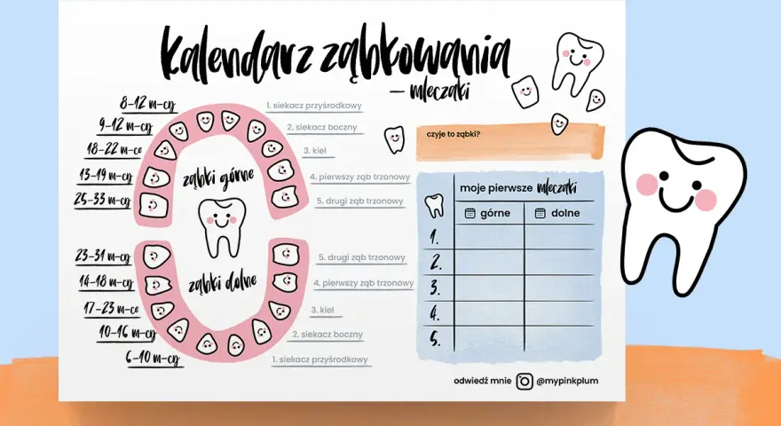 Uroczy kalendarz ząbkowania mleczaków z uśmiechniętymi ząbkami i tabelką do uzupełniania.