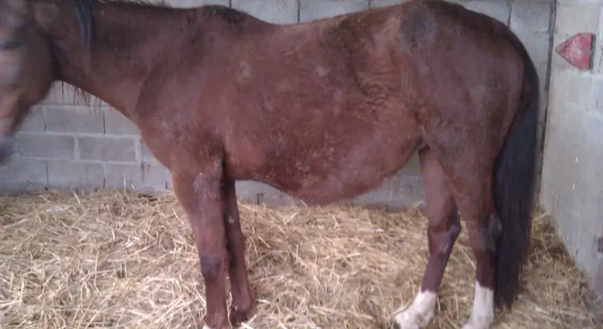 Jument brune, le ventre bien rond, attend son poulain. Elle se tient sur de la paille dans une étable.