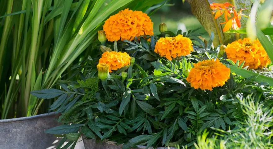 En kruka fylld med fluffiga, orange så tagetes blommor. Gröna blad och gräs omger dem.