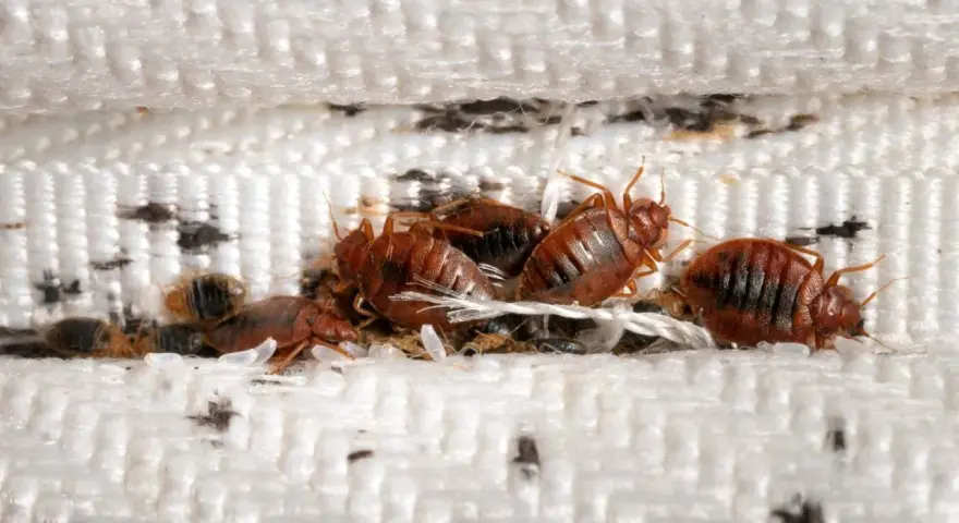 Un grupo de chinches se esconde entre las costuras de un colchón. Aquí es de donde salen las chinches, en lugares oscuros y acogedores.