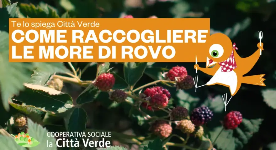 Maturazione delle more di rovo: scopri come raccoglierle al momento giusto con Città Verde. Un uccellino curioso ti guida in questa deliziosa avventura.