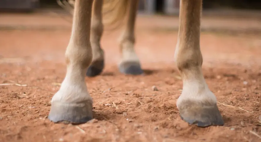 Gros plan sur les sabots d'un cheval, la bouleture est bien visible sur ses pattes.