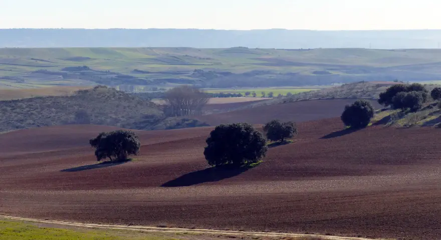 Paisaje de **vías pecuarias Castilla La Mancha**. Campos labrados y encinas salpican la ondulada llanura, evocando la trashumancia.