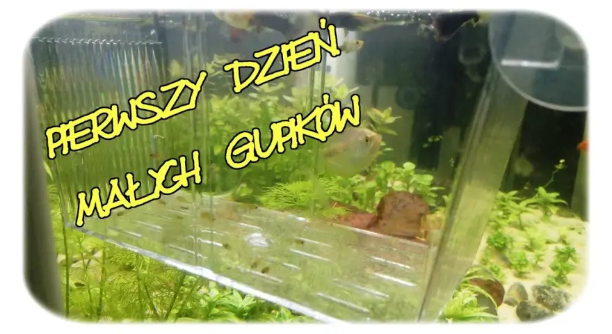 Czym karmić narybek gupika, aby zapewnić mu zdrowy rozwój?