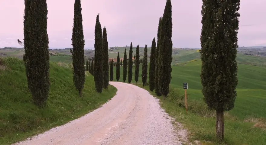 Viale dei cipressi a Siena, con una strada sterrata che serpeggia tra dolci colline verdi e alberi slanciati.