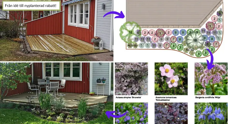 Planera rabatt: från idé till verklighet med en ritning och bilder på växter som Anemone, Bergenia och Iris.