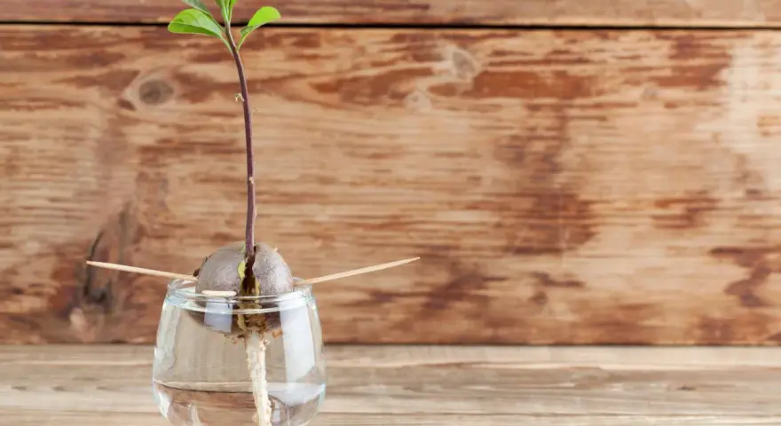 Ein Keimling wächst aus einem Avocadokern, der mit Zahnstochern in einem Glas Wasser steckt. So beginnt das Abenteuer, einen Avocadokern einzupflanzen.