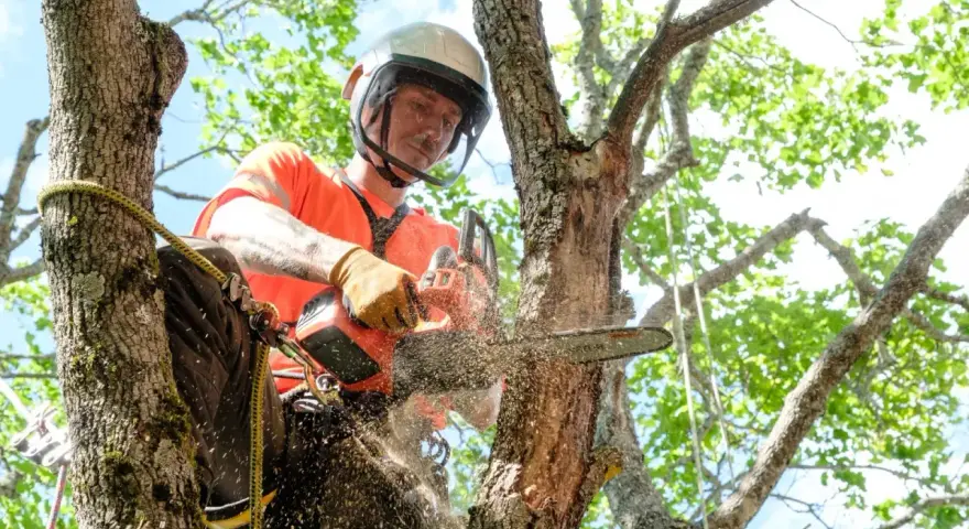 En arborist klättrar i en björk och använder motorsåg för att beskära grenar på höjden.