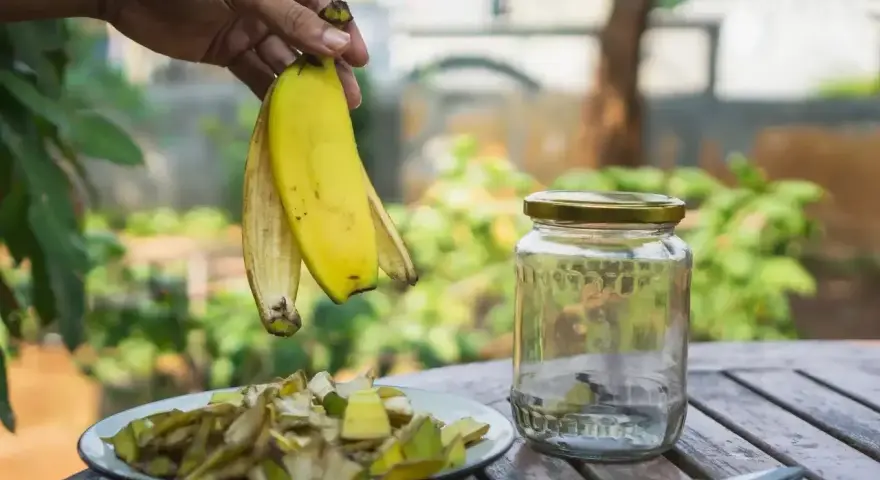 Ręka trzyma skórki bananów nad talerzem z pokrojonymi resztkami. Słoik i nożyczki obok sugerują przygotowanie nawozu z bananów do jakich roślin.