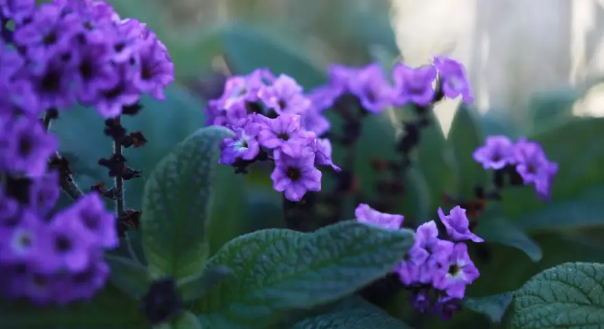 Vackra lila blommor i en balkonglåda, perfekta tips på blommor för att skapa färg.