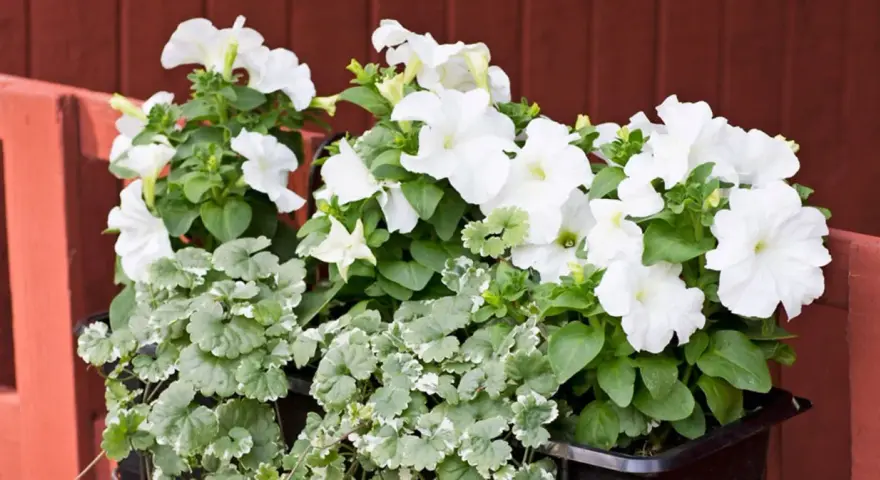 Vita sommarblommor i kruka, med frodig grönska och en röd bakgrund. En vacker syn som för tankarna till en solig sommardag.