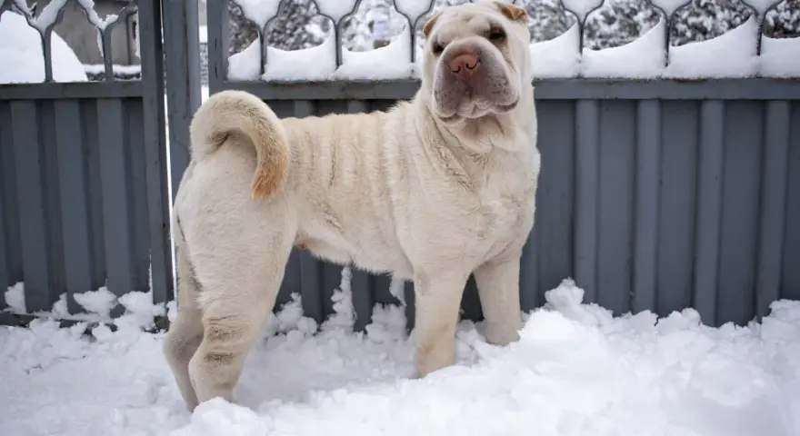 Jasny shar pei długowłosy stoi w śniegu przed metalową bramą.
