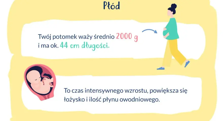 W 33 tygodniu ciąży płód waży ok. 2000 g i ma 44 cm. To czas intensywnego wzrostu.