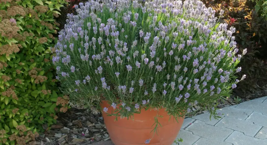 Un vaso di terracotta pieno di lavanda in fiore, ideale per capire quando piantare la lavanda in giardino.