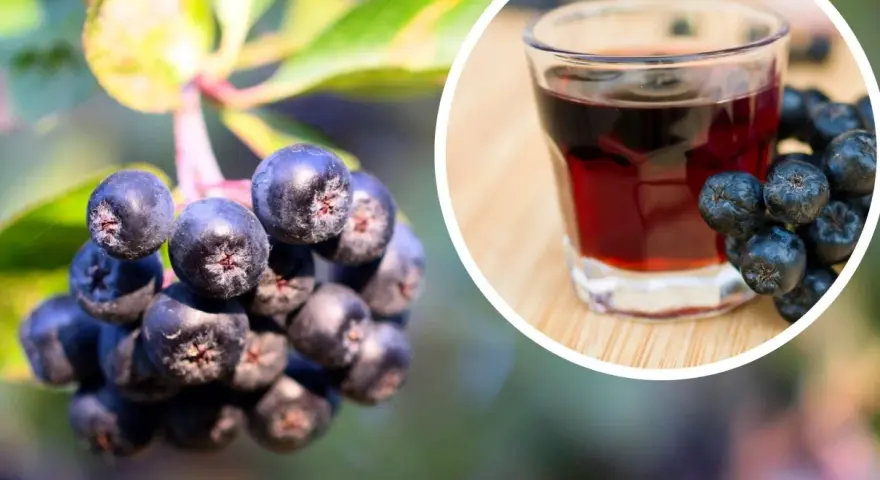 Herbata z aronii: Przepisy, idealny smak i zdrowotne sekrety