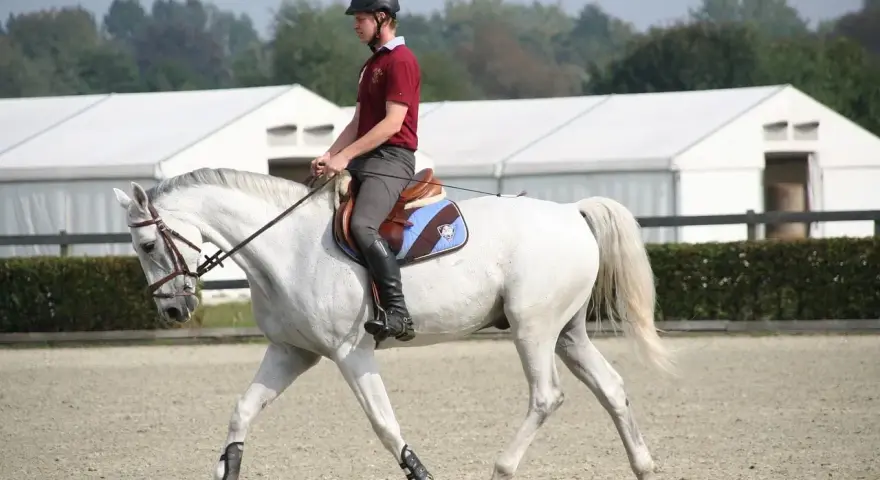 Un cavalier et son cheval blanc effectuent un exercice de dressage. Le cheval est en mouvement, la tête basse, montrant sa concentration.
