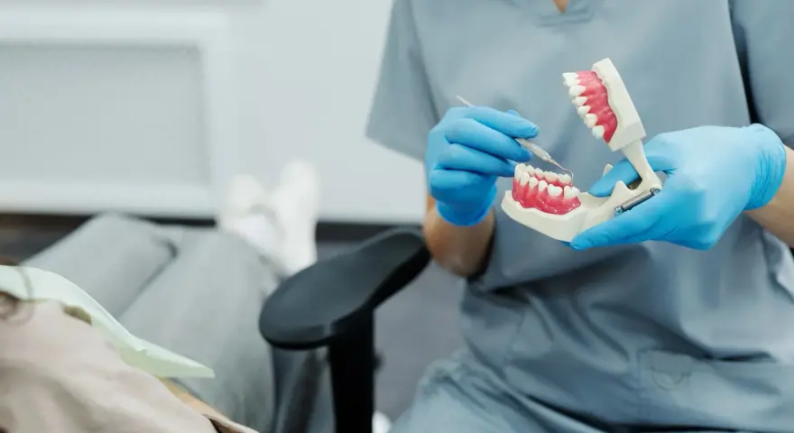 Dentysta w niebieskich rękawiczkach pokazuje na modelu, jak dbać o zęby, by uniknąć bólu dziąseł z tyłu.
