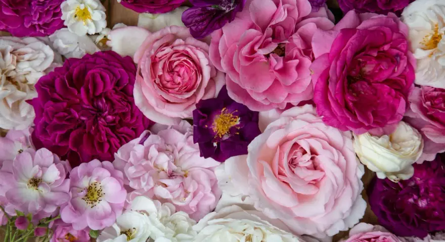 Vielfalt an Rosenarten in Rosa-, Pink- und Violetttönen, von zarten Blüten bis zu üppigen Blütenköpfen.
