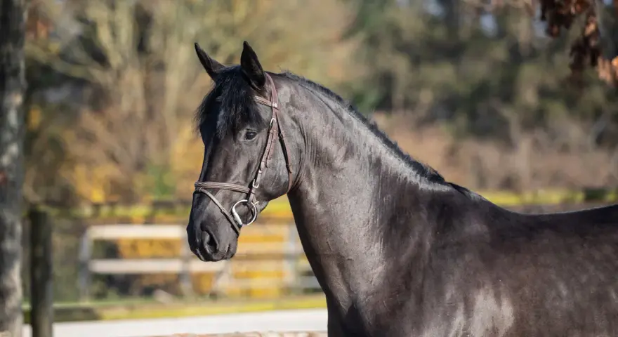 Un magnifique cheval noir, le joker d'Euskadi, au licol en cuir, se tient dans un pré ensoleillé.