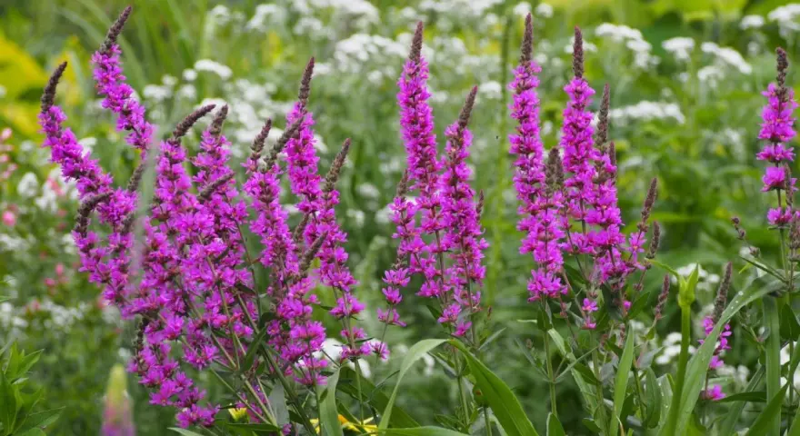 Blühender Blutweiderich in voller Pracht, ein idealer Standort für Insekten.