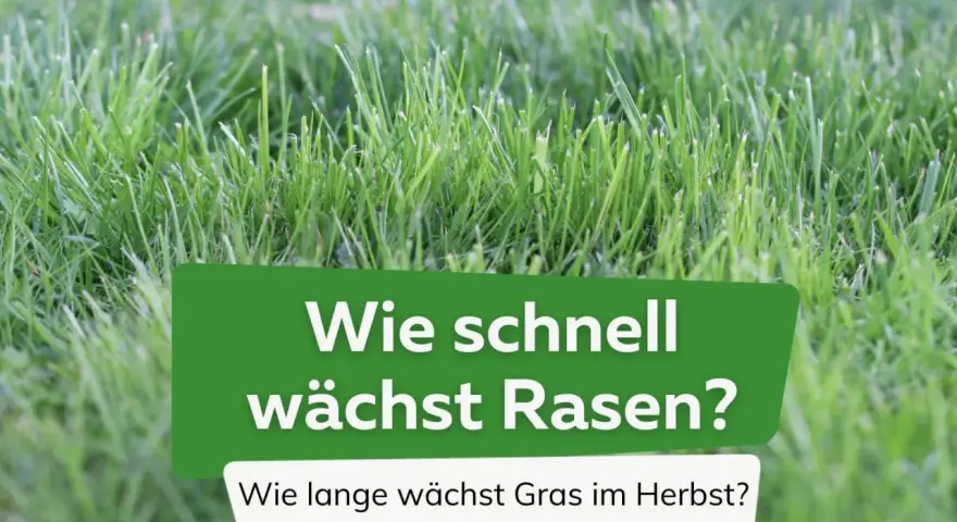 Grüner Rasen im Fokus. Die Frage "Wie lange braucht Gras zum wachsen?" wird gestellt, mit dem Zusatz "Wie lange wächst Gras im Herbst?".