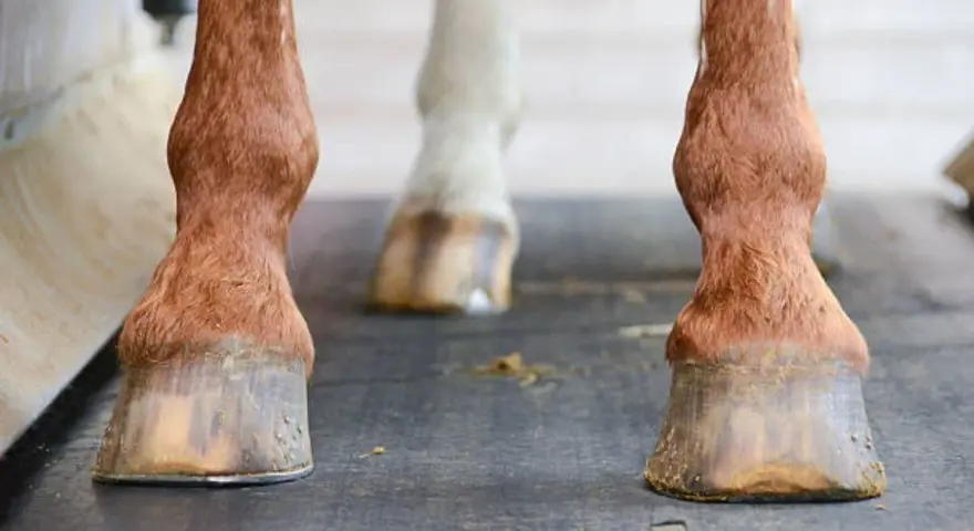 Gros plan sur les sabots d'un cheval, chacun protégé par un fer à cheval.