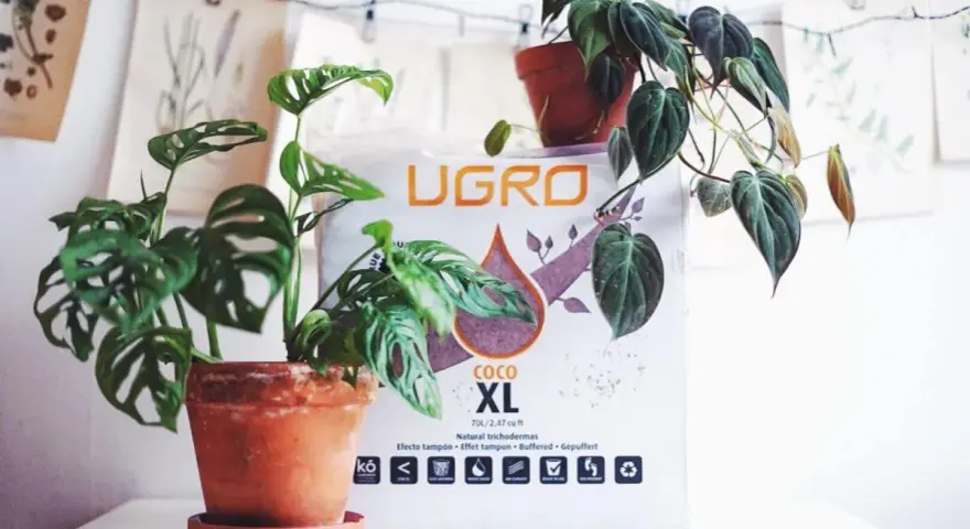 Två krukväxter, en Monstera Adansonii och en Philodendron, står framför en påse med kokosfiber jord.