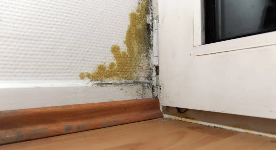 Gelber und schwarzer Schimmel breitet sich in der Ecke einer Wand aus. Dies ist ein Fall, in dem man Schimmel dem Vermieter melden muss.