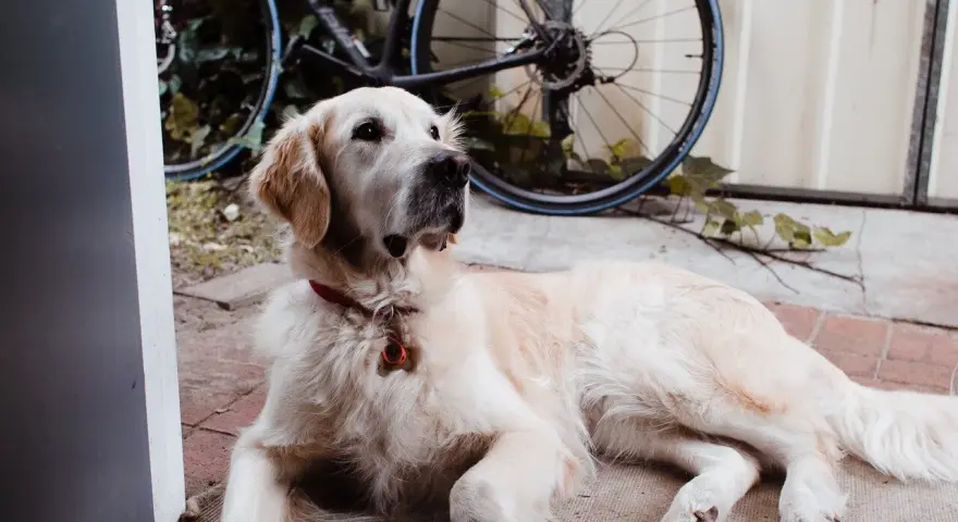 Czy golden retriever nadaje się do bloku? Oto, co musisz wiedzieć