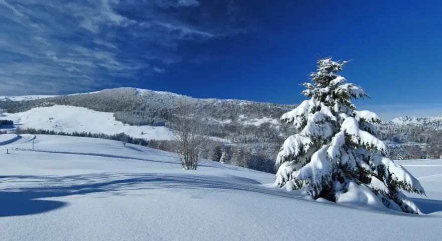 Paesaggio innevato sul Monte Bondone, con un abete carico di neve e un cielo blu intenso. Ideale per scoprire cosa fare in inverno.