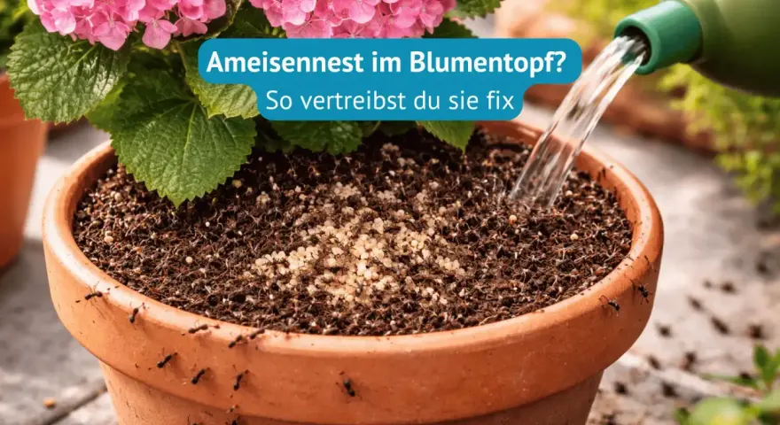 Ameisen im Blumentopf! Viele kleine Ameisen krabbeln auf der Erde und am Rand eines Terrakotta-Topfes. Wasser wird aus einer grünen Gießkanne gegossen.