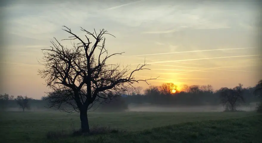 Mglisty poranek z wschodzącym słońcem, które gra jak piękne piosenki na dzień dobry. Sylwetka nagiego drzewa na pierwszym planie.