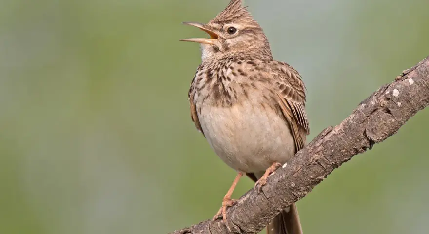 Un pájaro con cresta, de plumaje pardo y blanco, canta en una rama.