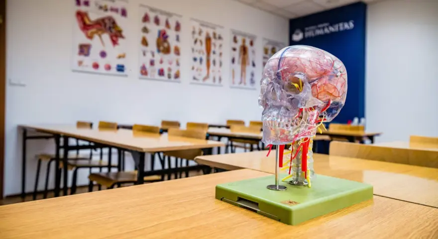 Model mózgu na biurku w sali wykładowej. Idealne miejsce do nauki psychologii sądowej, gdzie zrozumienie ludzkiego umysłu jest kluczowe.