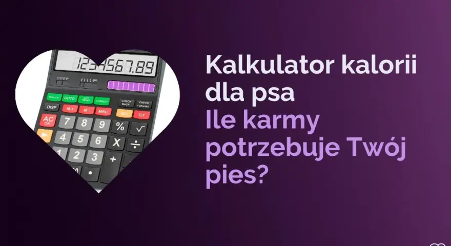 Kalkulator kalorii dla psa pomoże Ci ustalić, ile powinien jeść labrador szczeniak. Oblicz idealną porcję karmy dla swojego pupila.