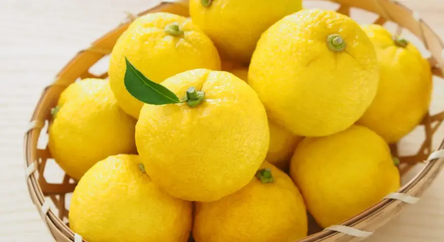 Kosz pełen żółtych owoców yuzu. To cytrusy o wyrazistym aromacie, często używane w kuchni azjatyckiej.