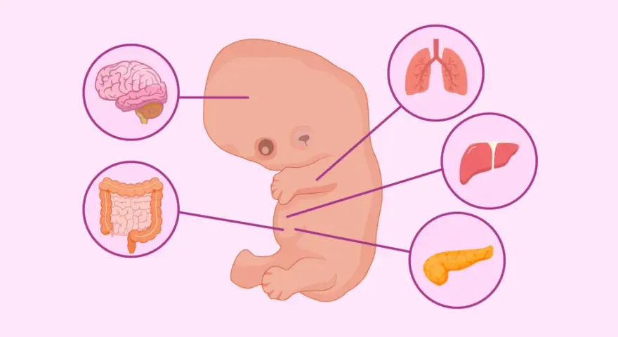 Embrione umano alla 8 settimana di gravidanza, con organi in sviluppo: cervello, polmoni, fegato, pancreas e intestino.
