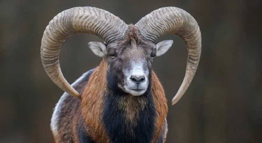 Mouflon z imponującymi rogami. Jaki żywioł ma koziorożec? Ten majestatyczny baran, z pewnością ziemi i siły.