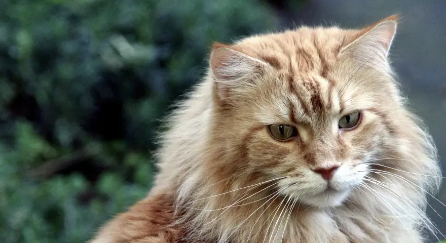 Maine Coon włosy czy sierść? Poznaj różnice i pielęgnację