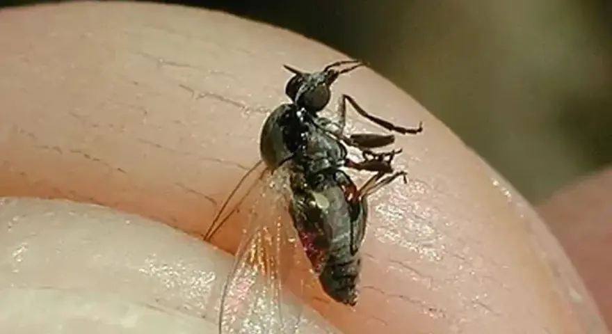 Mosca negra de España, un pequeño insecto negro con alas translúcidas, posado sobre la piel.