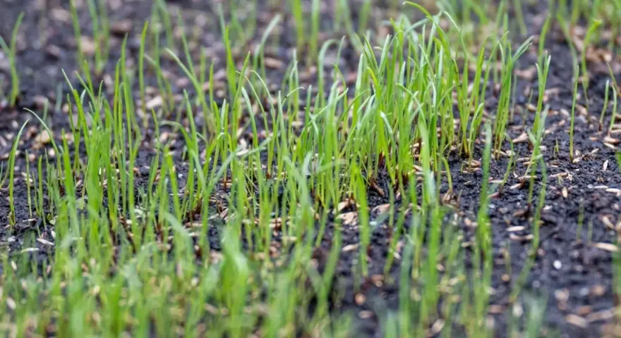 Młoda trawa łąkowa wyrasta z ziemi. Idealny termin siewu trawy łąkowej za nami, ale natura i tak działa.