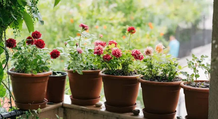 Blühende Topfrosen in verschiedenen Farben auf einem Balkon. Die Pflanzen sind gut gepflegt und zeigen ihre volle Pracht.