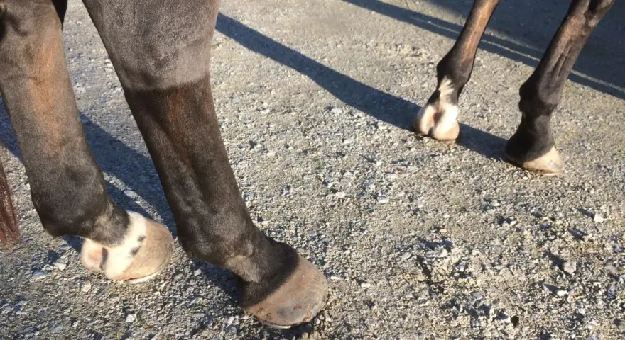 Pieds de cheval sur un chemin de gravier. Le soleil projette des ombres. Une légère gale de boue miel sur le paturon d'un cheval.