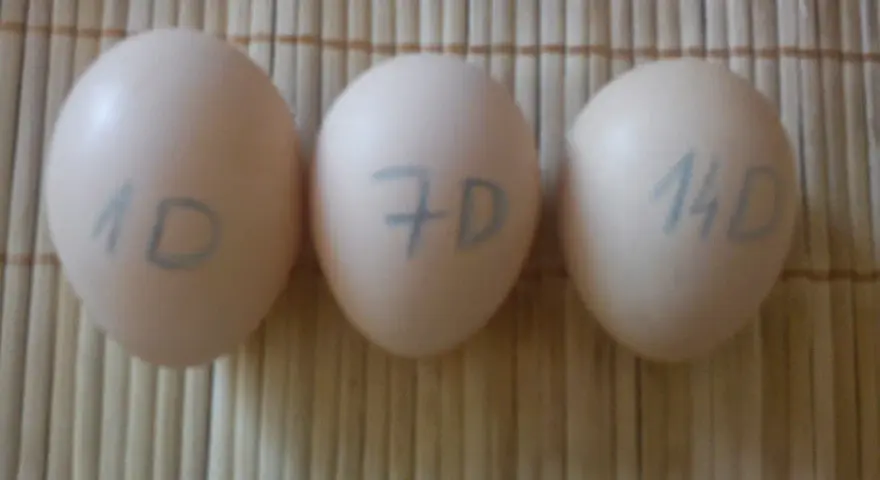 Trzy jajka z oznaczeniami 1D, 7D i 14D. Jak sprawdzić czy jajko jest dobre? Test świeżości.