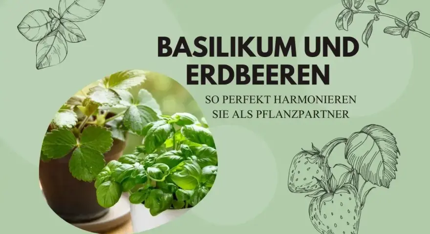 Basilikum und Erdbeeren: Ein perfektes Paar! Erfahren Sie, was gut zu Basilikum passt und wie diese Pflanzen harmonieren.