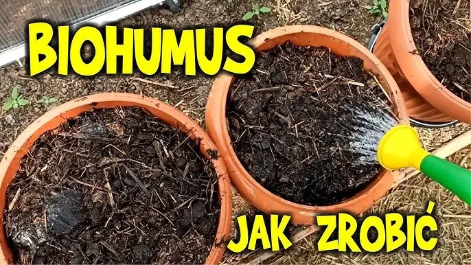 Jak zrobić humus nawóz w prosty sposób i zadbać o rośliny