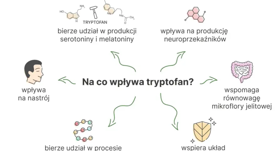 Ilustracja przedstawia schemat wpływu tryptofanu na organizm: produkcję neuroprzekaźników, nastrój, syntezę białek, mikroflorę jelitową i odporność.