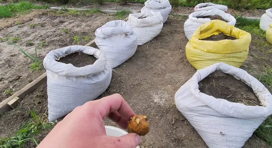 Kiedy sadzimy ziemniaki w workach, aby uniknąć nieudanych plonów?